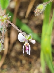 Pelargonium tomentosum
