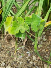 Pelargonium tomentosum