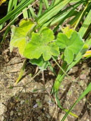Pelargonium tomentosum