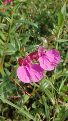 Impatiens chinensis