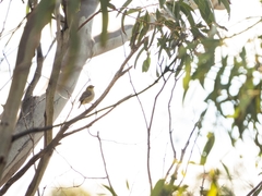 Pardalotus quadragintus