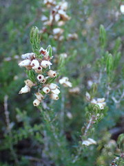 Erica lusitanica