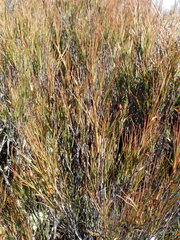 Dracophyllum longifolium