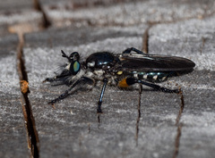 Laphria rufifemorata