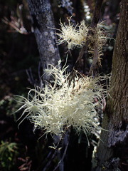 Usnea ciliifera