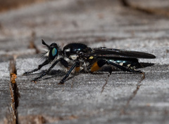 Laphria rufifemorata