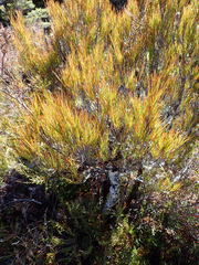 Dracophyllum longifolium