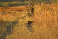Leptailurus serval serval