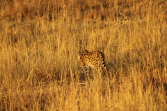 Leptailurus serval serval