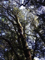 Nothofagus cliffortioides