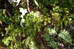 Dendroligotrichum tongariroense