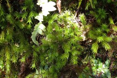 Dendroligotrichum tongariroense