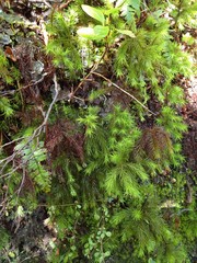 Dendroligotrichum tongariroense