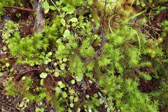 Dendroligotrichum tongariroense
