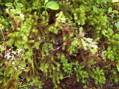 Dendroligotrichum tongariroense