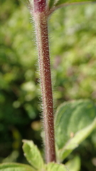 Pogostemon auricularius