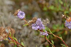 Globularia alypum