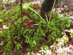 Dendroligotrichum