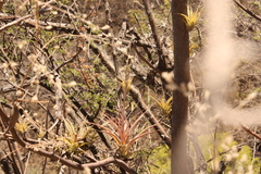 Tillandsia achyrostachys