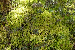 Acrocladium chlamydophyllum