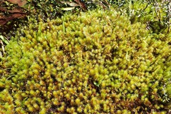 Breutelia pendula