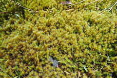 Breutelia pendula