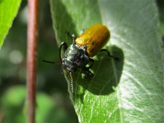 Labidostomis cyanicornis