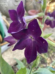 Nicotiana × sanderi