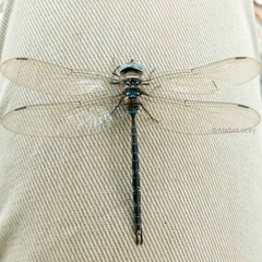 Gynacantha manderica