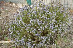 Globularia alypum