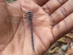 Gynacantha manderica