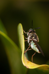 Hoplitimyia subalba