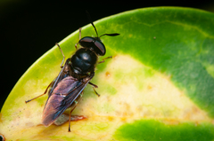 Hoplitimyia subalba