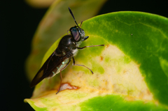 Hoplitimyia subalba