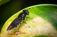 Hoplitimyia subalba