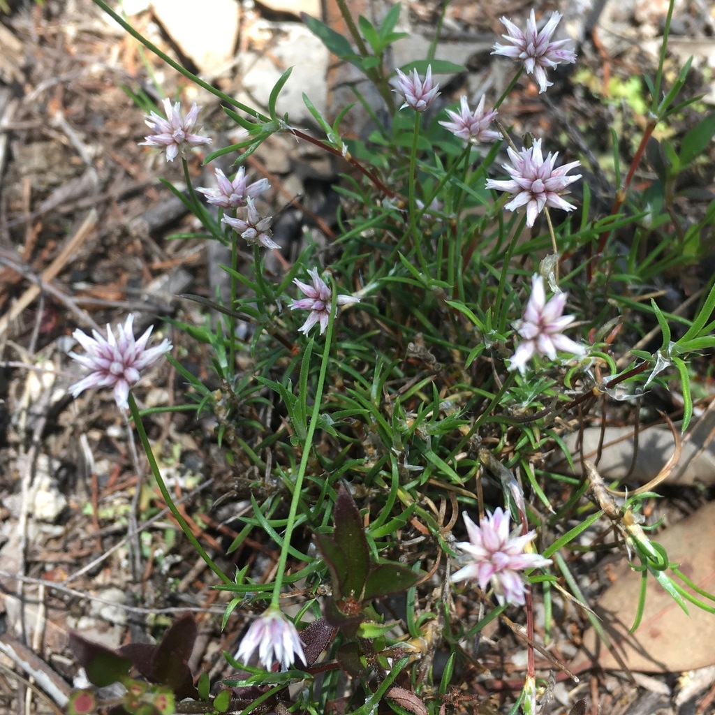 Laxmannia compacta