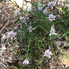 Laxmannia compacta