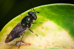 Hoplitimyia subalba