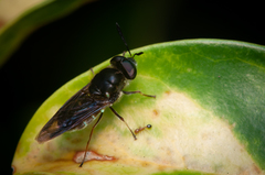 Hoplitimyia subalba
