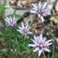 Laxmannia compacta