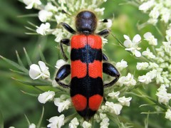 Trichodes crabroniformis