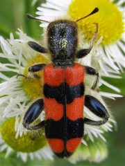 Trichodes crabroniformis