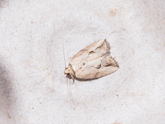 Strotihypera macroplaga