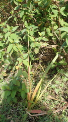 Philydrum lanuginosum