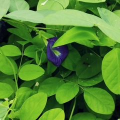 Clitoria ternatea