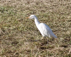 Bubulcus ibis image