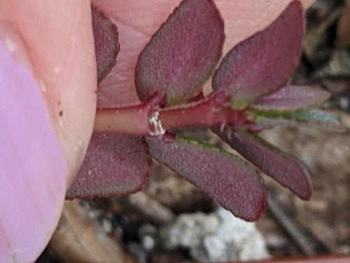 Image of Euphorbia pergamena by (c) Alison Northup, some rights reserved (CC BY)