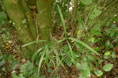Pseudopanax crassifolius × lessonii