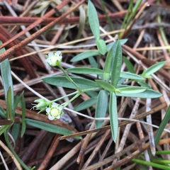 Moehringia macrophylla