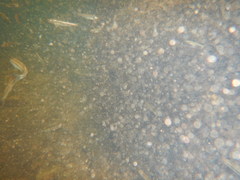 Squalius alburnoides